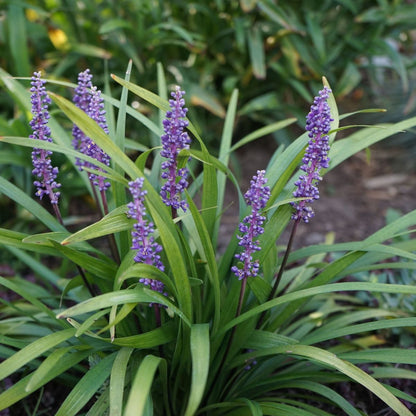 Liriope muscari 'MoneyMaker' - Evergreen Groundcover, 1L - plants - express.com