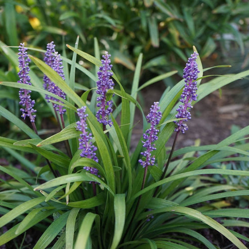 Liriope muscari 'MoneyMaker' - Evergreen Groundcover, 1L - plants - express.com