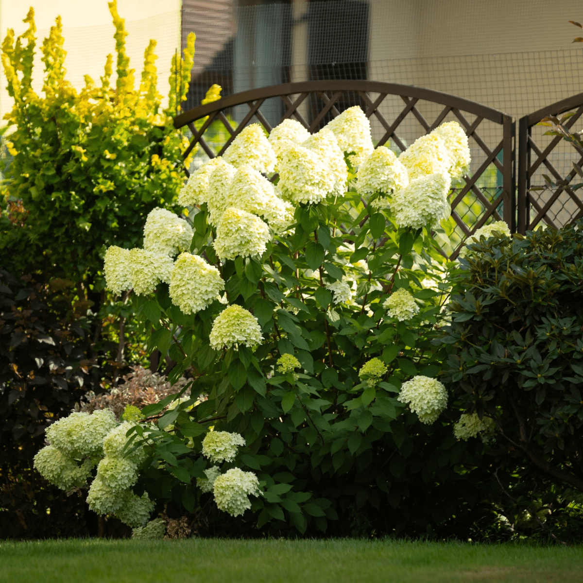 Little Fresco Hydrangea: Compact Beauty with Stunning Color Transitions - plants - express.com