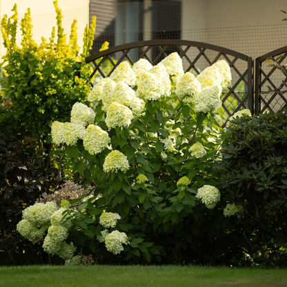 Little Fresco Hydrangea: Compact Beauty with Stunning Color Transitions - plants - express.com