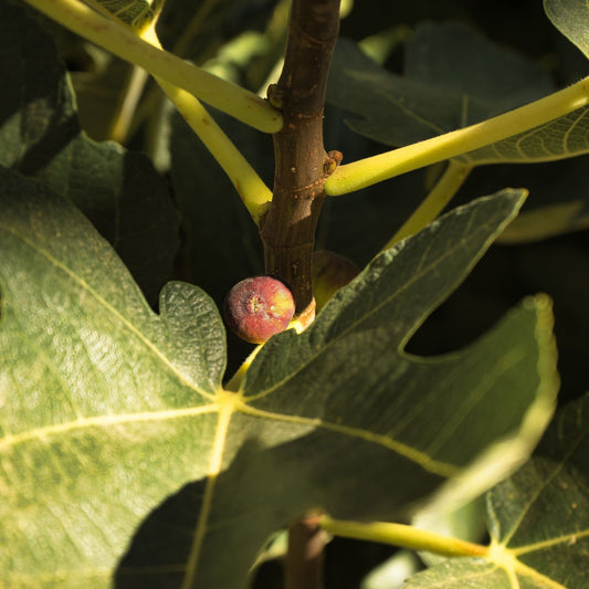 Little Miss Figgy: Compact Fig Tree Delight in 3L Growers Pot! - plants - express.com