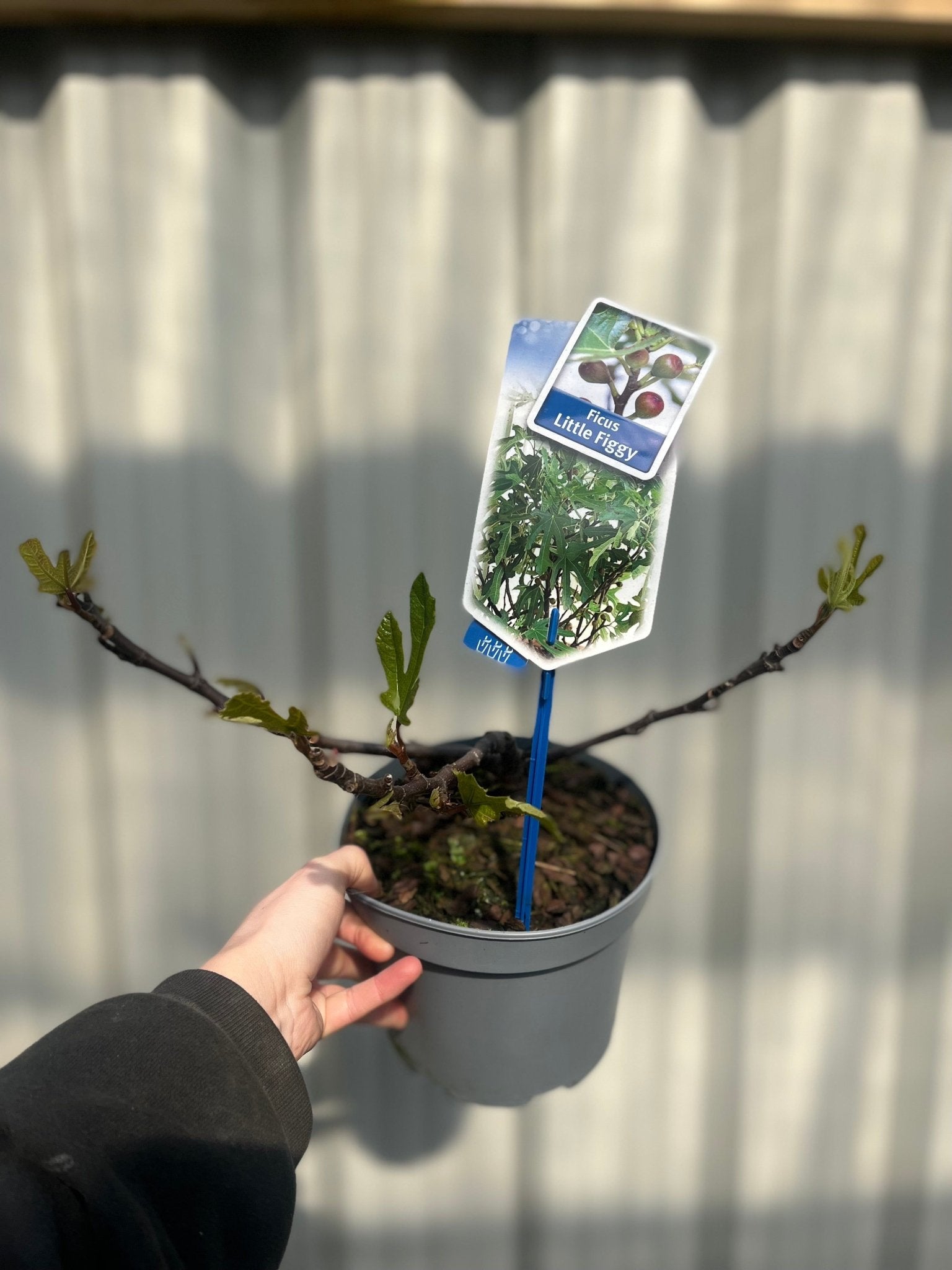 Little Miss Figgy: Compact Fig Tree Delight in 3L Growers Pot! - plants - express.com