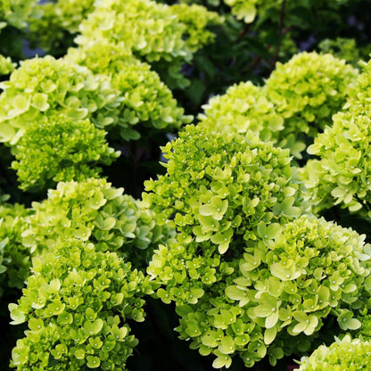 Little Spooky Hydrangea - Compact Blooms of Creamy White to Soft Pink - plants - express.com