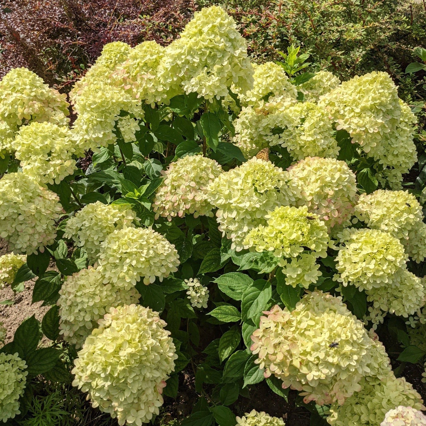 Little Spooky Hydrangea - Compact Blooms of Creamy White to Soft Pink - plants - express.com