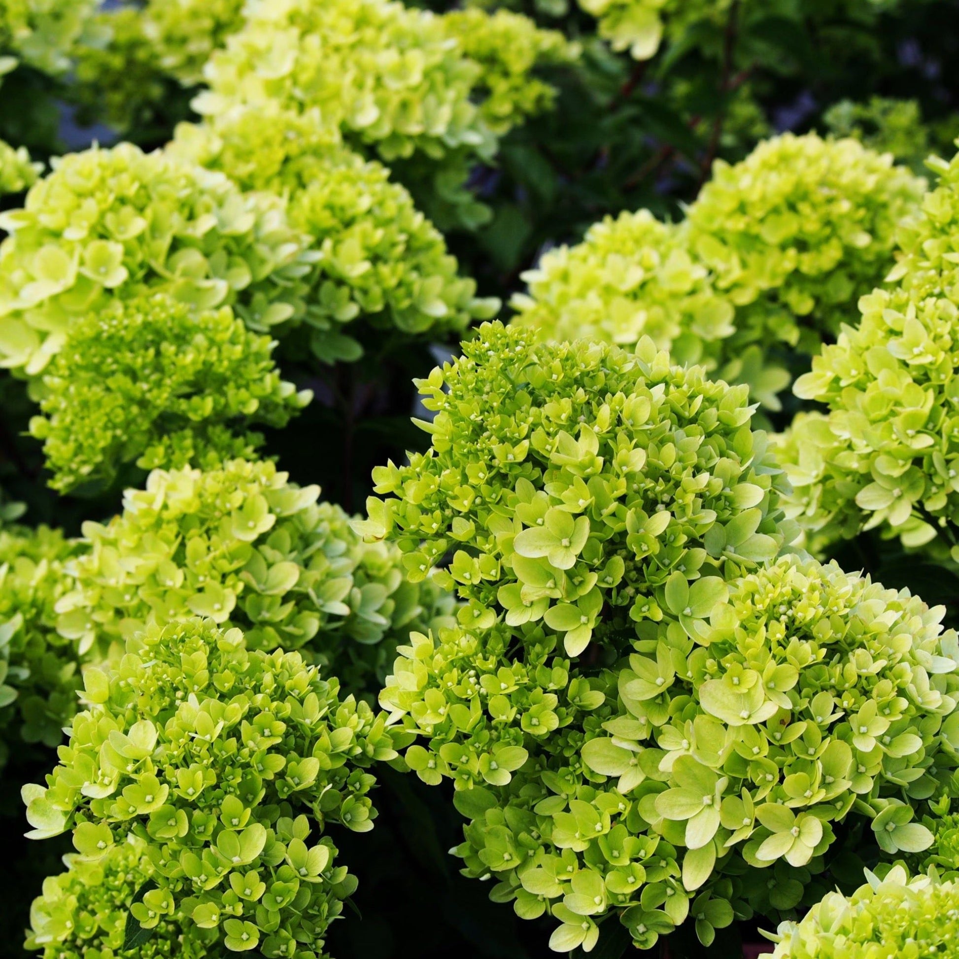 Little Spooky Hydrangea - Compact Blooms of Creamy White to Soft Pink - plants - express.com