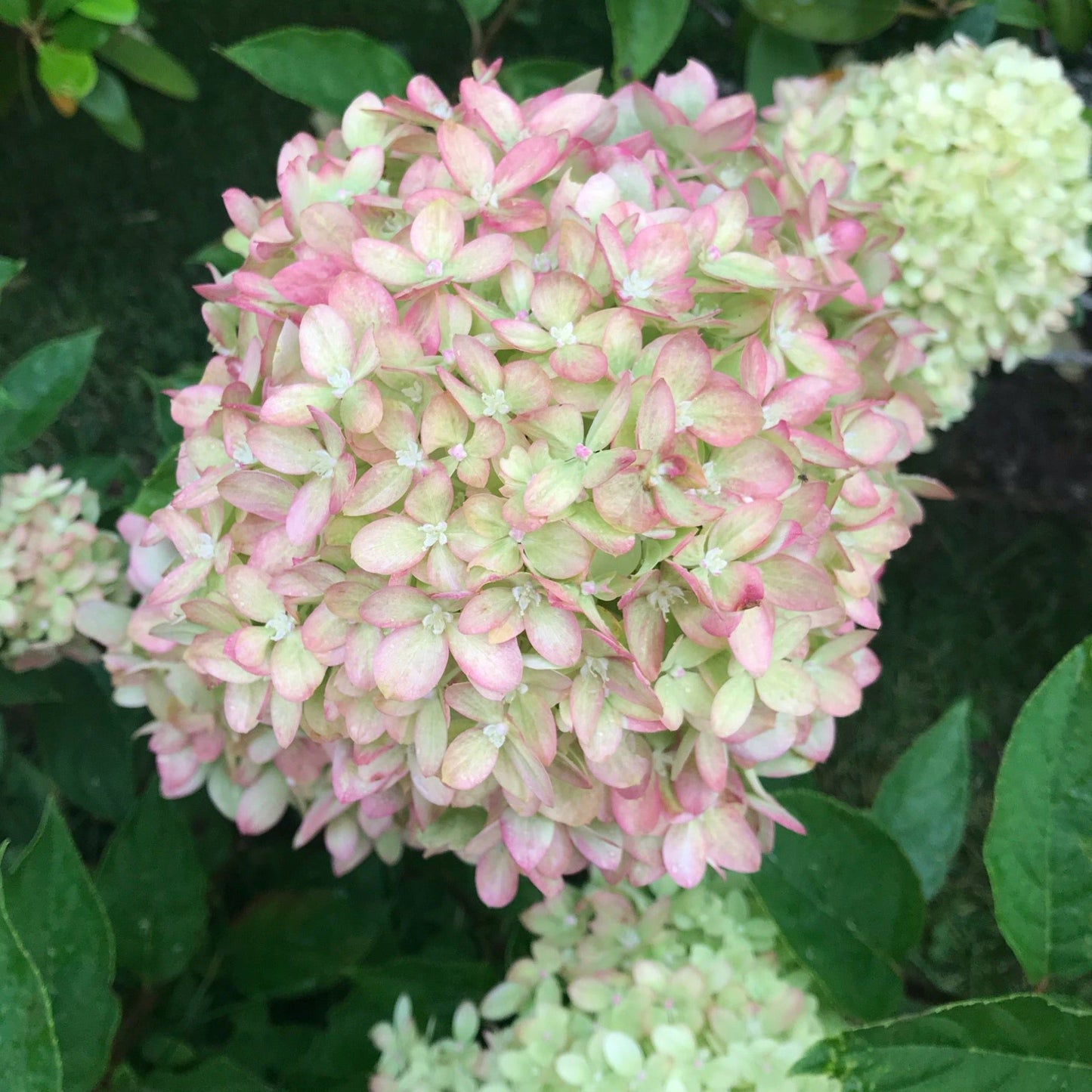 Little Spooky Hydrangea - Compact Blooms of Creamy White to Soft Pink - plants - express.com