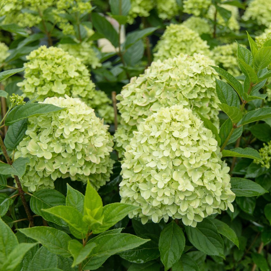 Little Spooky Hydrangea - Compact Blooms of Creamy White to Soft Pink - plants - express.com
