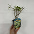5L (40-50cm inc. pot)