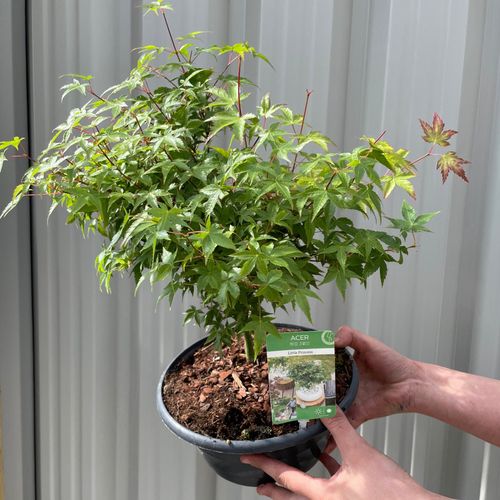Living Acer palmatum 'Little Princess' - plants - express.com