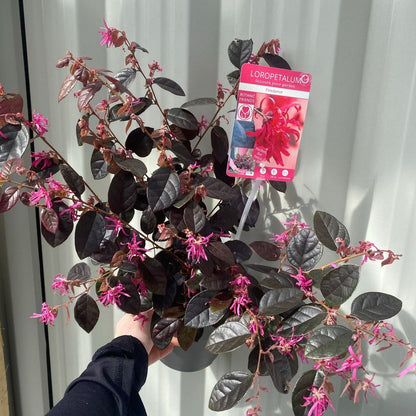 Loropetalum Chinense Fire Dance: Red - Leaf Evergreen Shrub (2L Pot) - plants - express.com