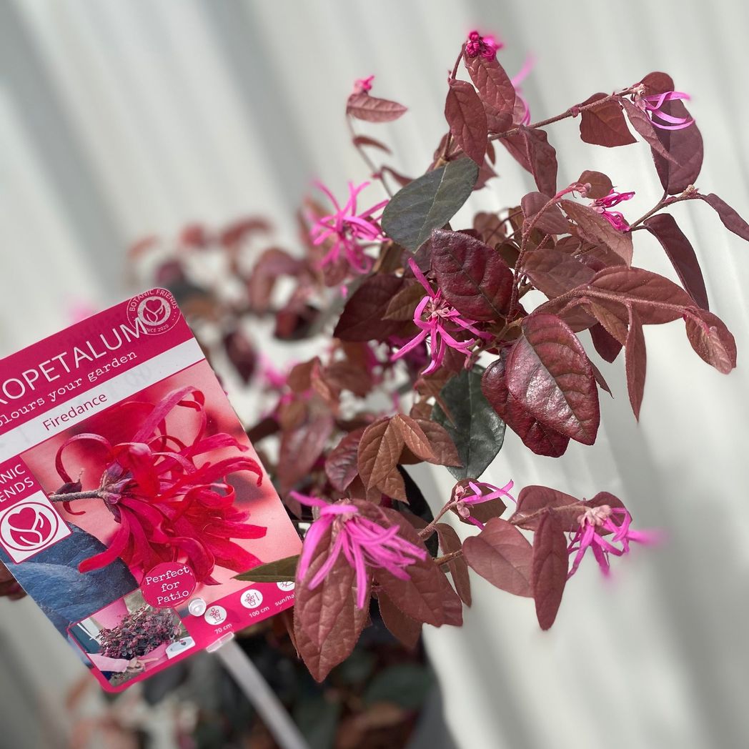 Loropetalum Chinense Fire Dance: Red - Leaf Evergreen Shrub (2L Pot) - plants - express.com