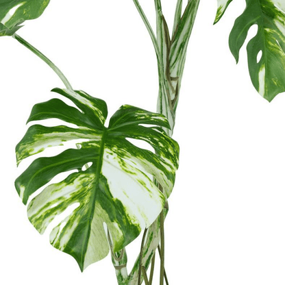 Luxurious 120cm Variegated Monstera Faux Tree – Chic Tropical Elegance! - plants - express.com