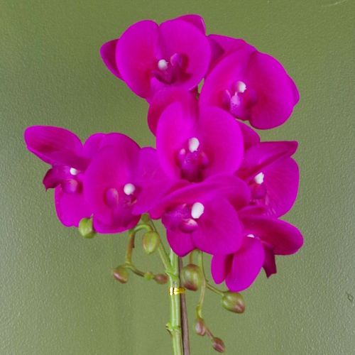 Luxurious 50cm Dark Pink Phalaenopsis Orchid with Silver Decorative Pot - plants - express.com
