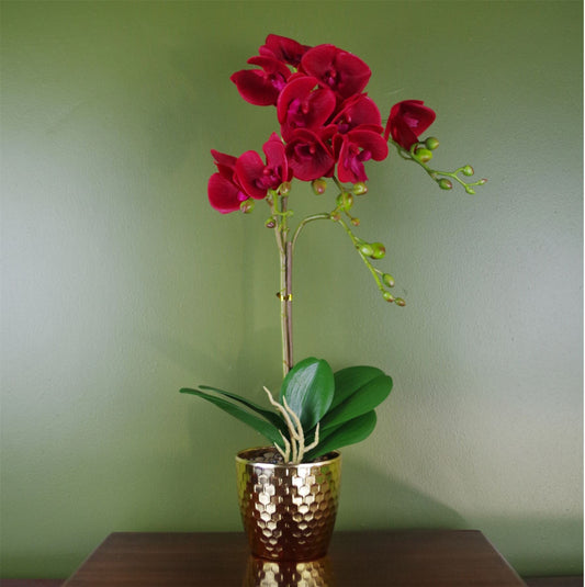 Luxurious 50cm Dark Red Phalaenopsis Orchid in Chic Gold Honeycomb Pot - plants - express.com