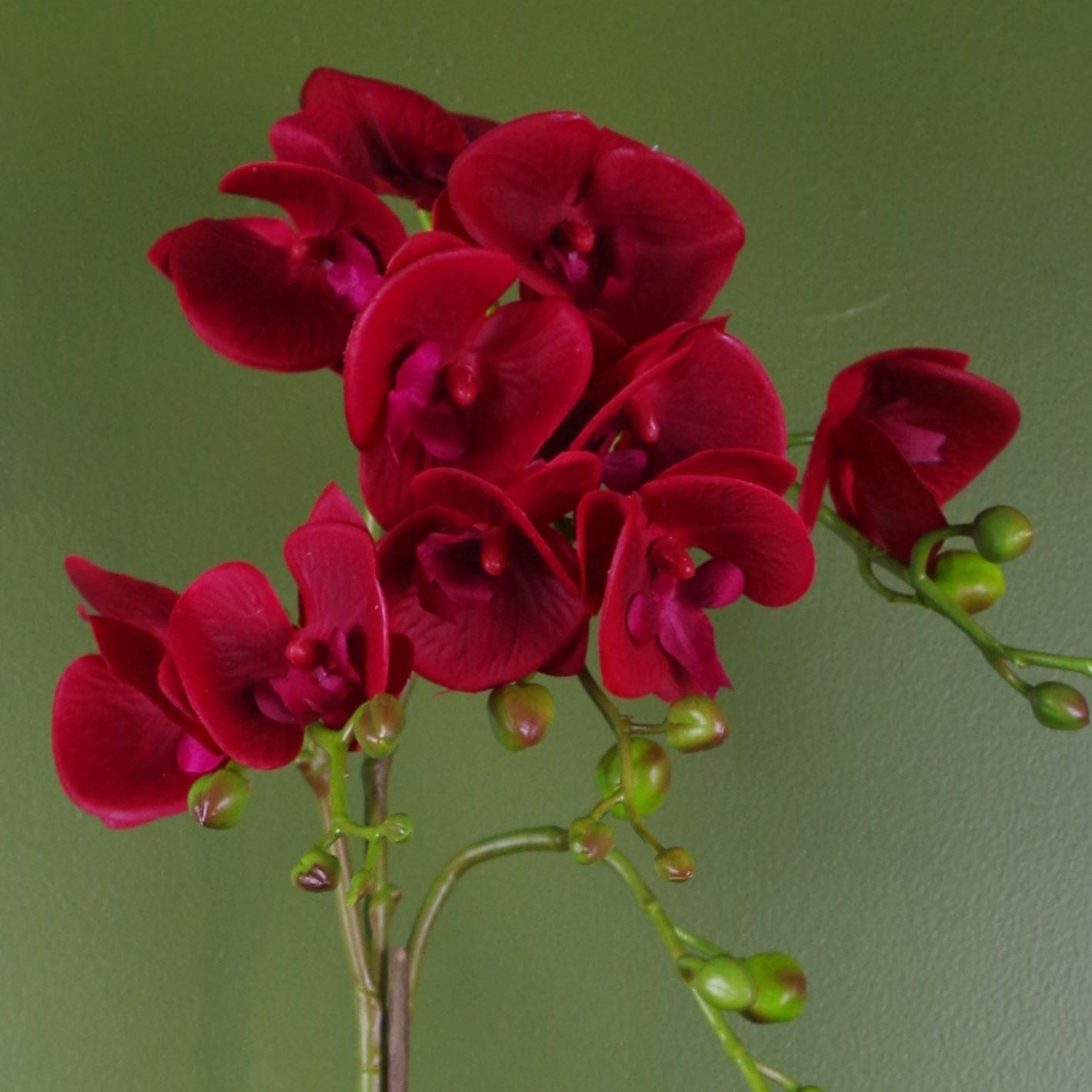 Luxurious 50cm Dark Red Phalaenopsis Orchid in Chic Gold Honeycomb Pot - plants - express.com