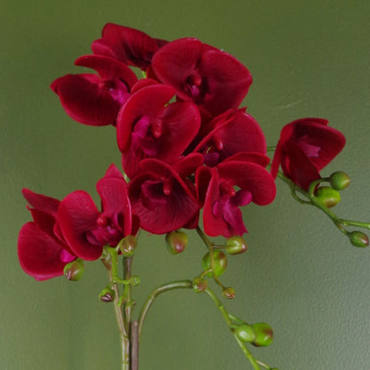 Luxurious 50cm Dark Red Phalaenopsis Orchid in Chic Gold Honeycomb Pot - plants - express.com