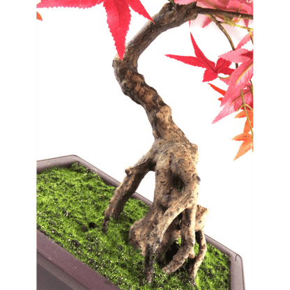 Luxury 50cm Artificial Red Maple Bonsai Tree – Maintenance - Free Elegance - plants - express.com