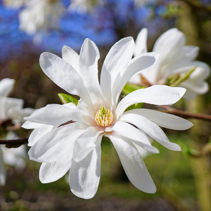 Magnolia stellata | Star Magnolia 9cm - 5L - plants - express.com
