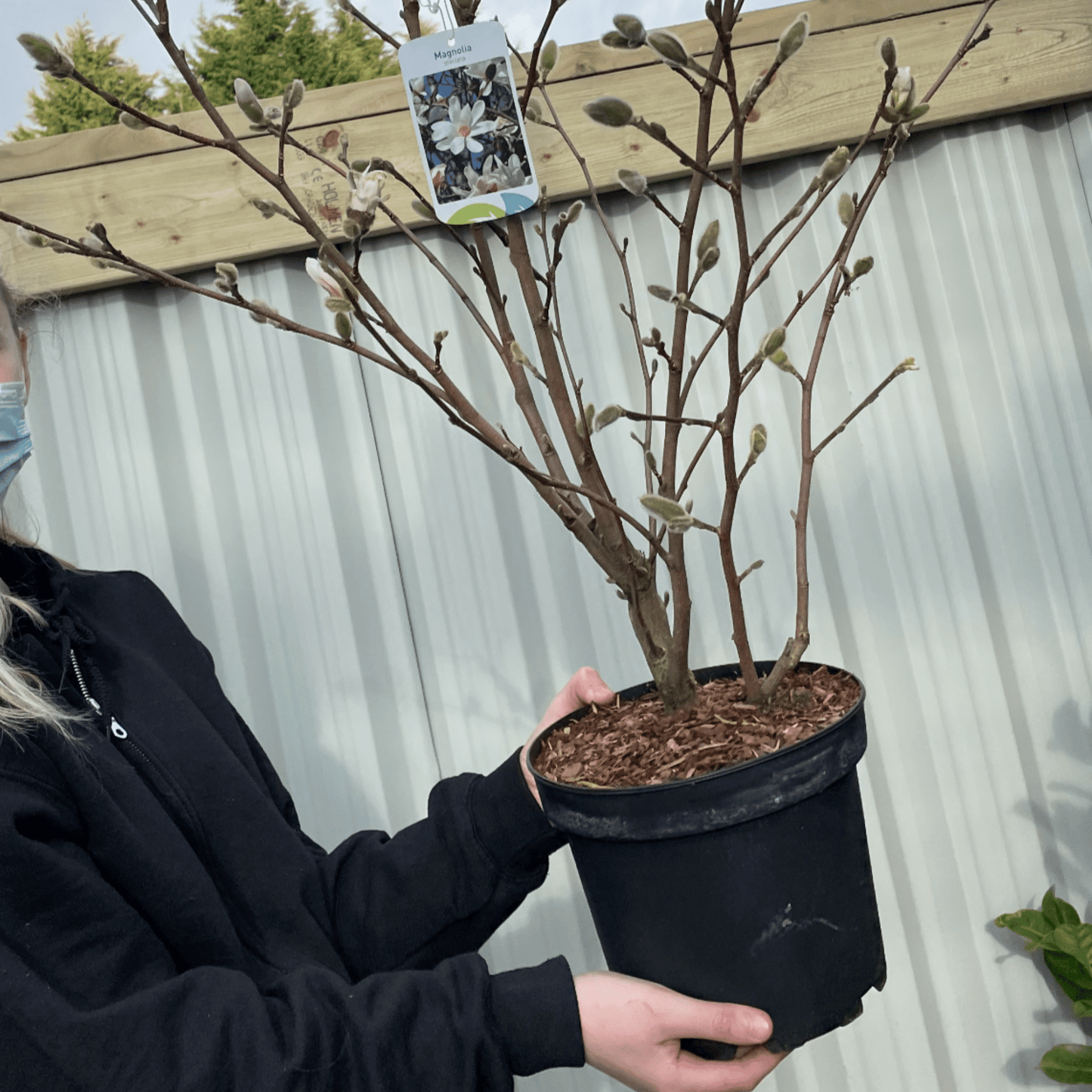 Magnolia stellata | Star Magnolia 9cm - 5L - plants - express.com