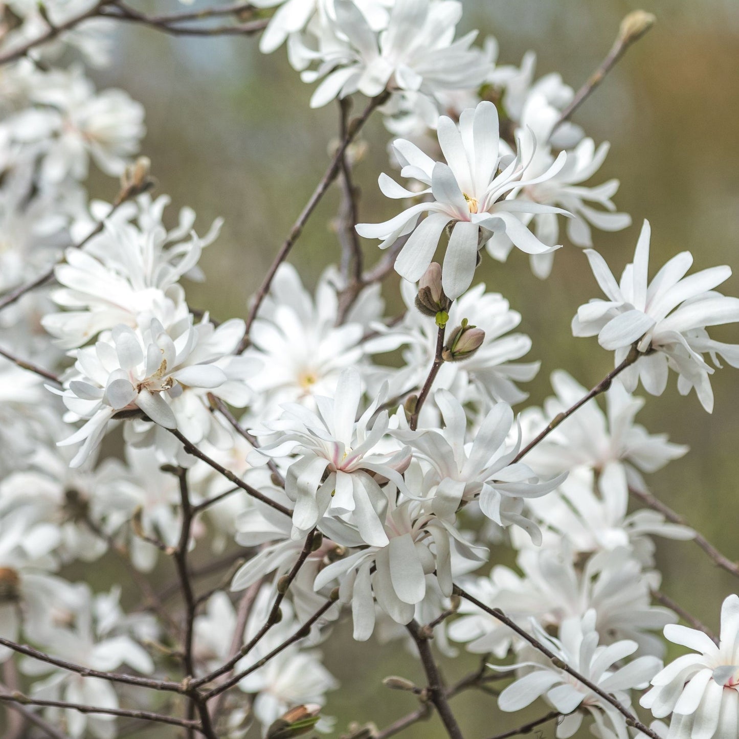 Magnolia stellata | Star Magnolia 9cm - 5L - plants - express.com
