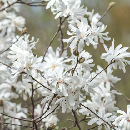 Magnolia stellata | Star Magnolia 9cm - 5L - plants - express.com