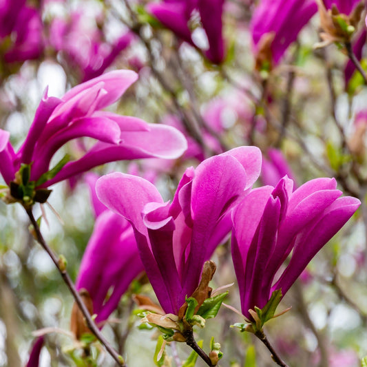 Magnolia 'Susan' 9cm - 3L - plants - express.com