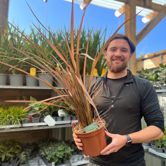 Phormium 'Evening Glow' - Vibrant Pink & Bronze New Zealand Flax Plant