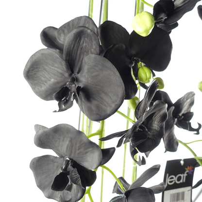 Majestic 110cm Black Orchid - 41 Real Touch Flowers for Unmatched Beauty - plants - express.com
