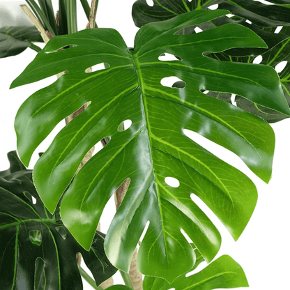 Majestic 150cm Monstera Plant with Sleek Black & Silver Metal Planter Combo - plants - express.com