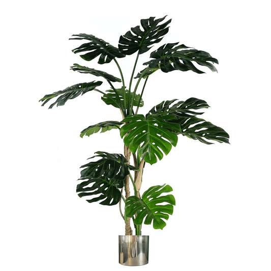 Majestic 150cm Monstera Plant with Sleek Black & Silver Metal Planter Combo - plants - express.com