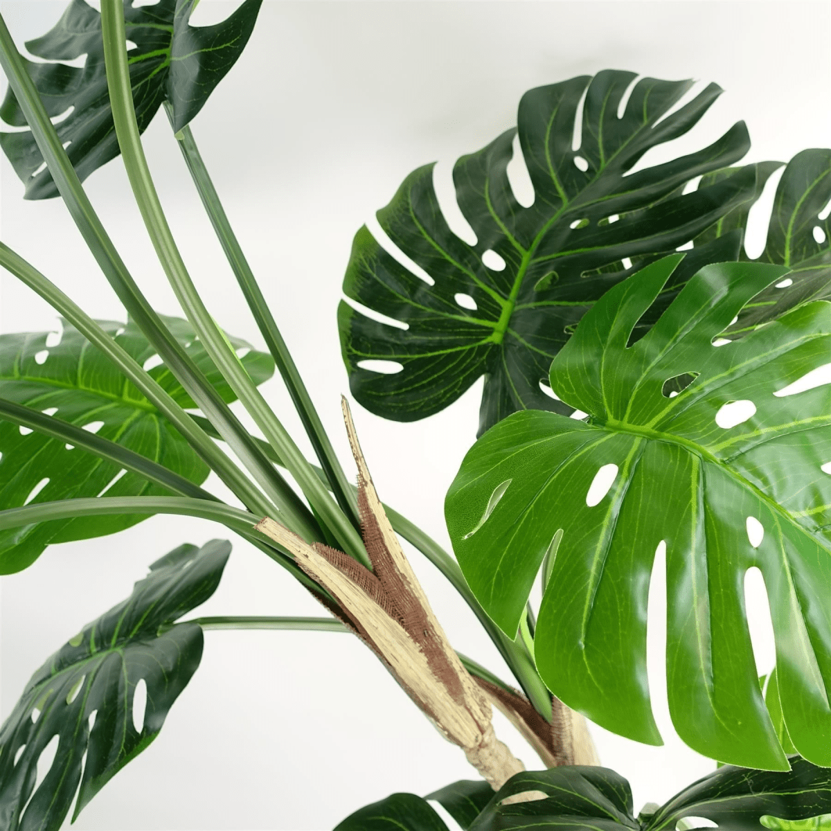 Majestic 150cm Monstera Plant with Sleek Black & Silver Metal Planter Combo - plants - express.com