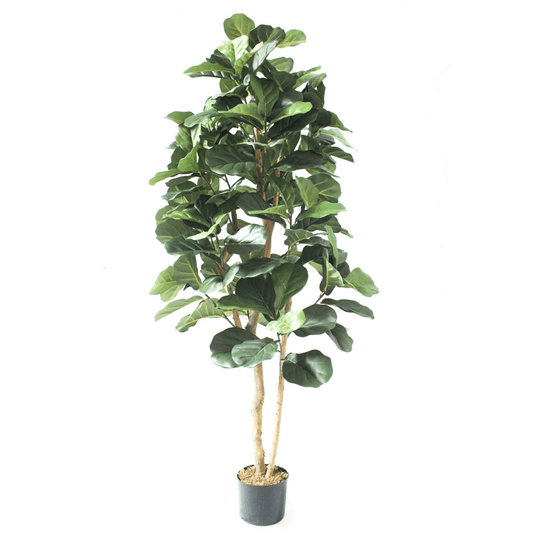 Majestic 180cm Artificial Fiddle Fig Tree - Lush, Lifelike Elegance! - plants - express.com