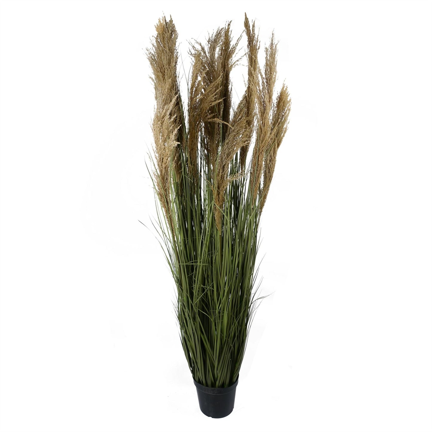 Majestic 180cm Realistic Pampas Grass – Transform Your Space Effortlessly! - plants - express.com