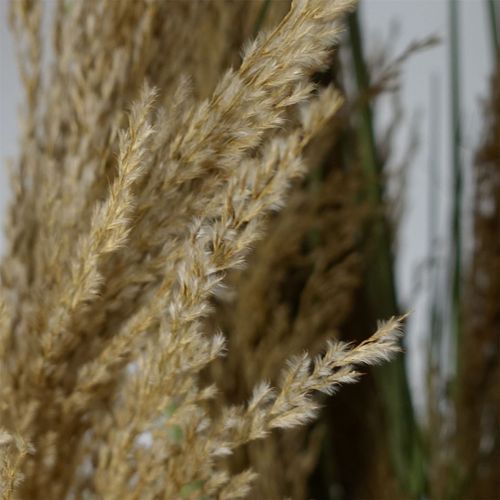 Majestic 180cm Realistic Pampas Grass – Transform Your Space Effortlessly! - plants - express.com