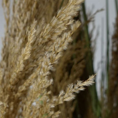 Majestic 180cm Realistic Pampas Grass – Transform Your Space Effortlessly! - plants - express.com