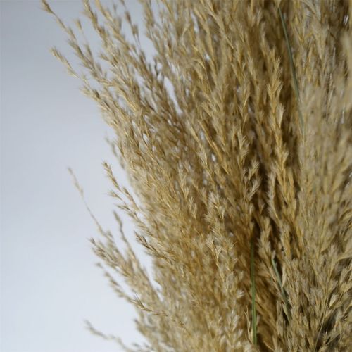 Majestic 180cm Realistic Pampas Grass – Transform Your Space Effortlessly! - plants - express.com