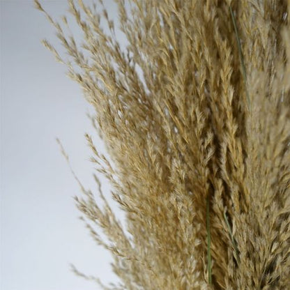 Majestic 180cm Realistic Pampas Grass – Transform Your Space Effortlessly! - plants - express.com