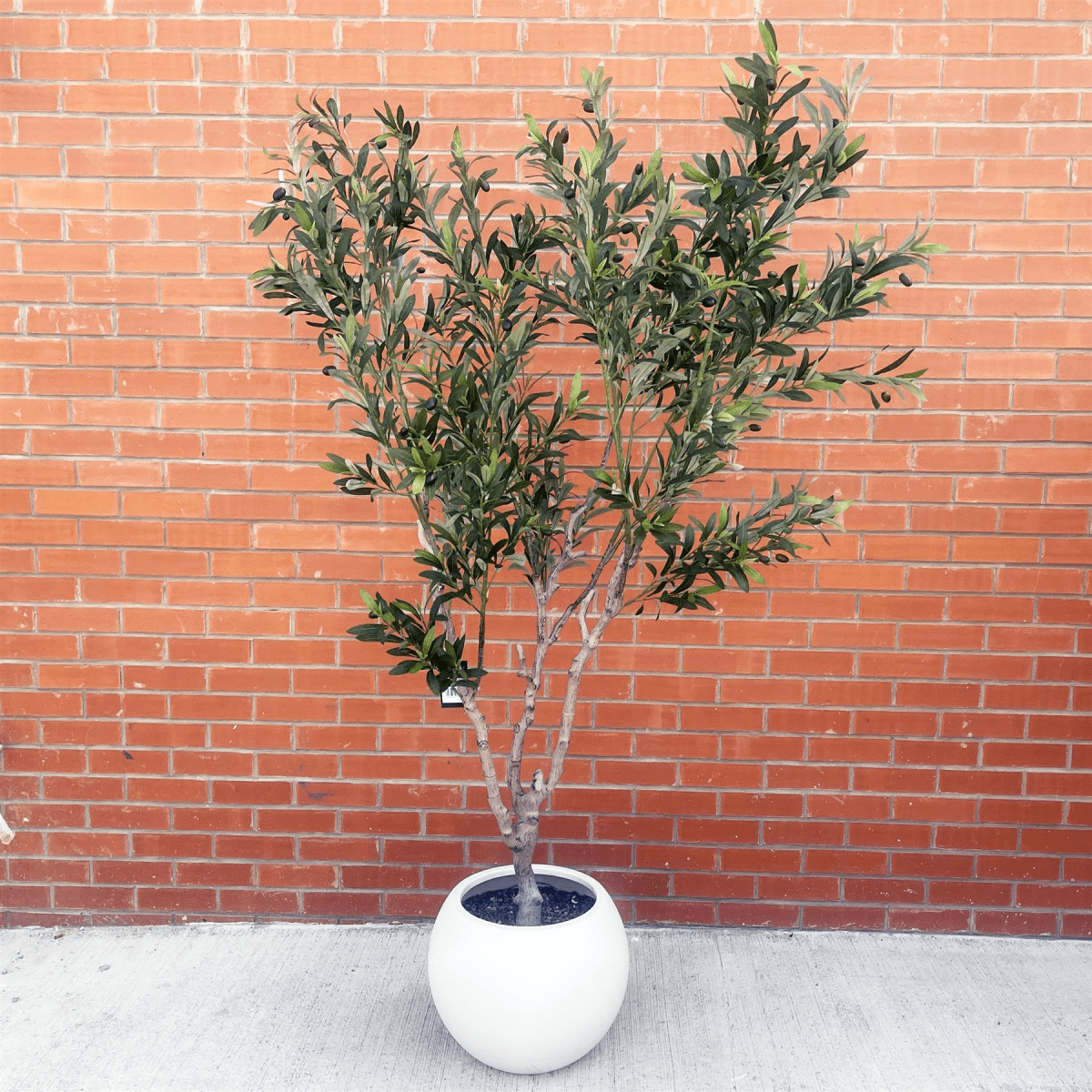 Majestic 200cm XXL Faux Olive Tree with Elegant Planter - Perfect Statement Decor! - plants - express.com
