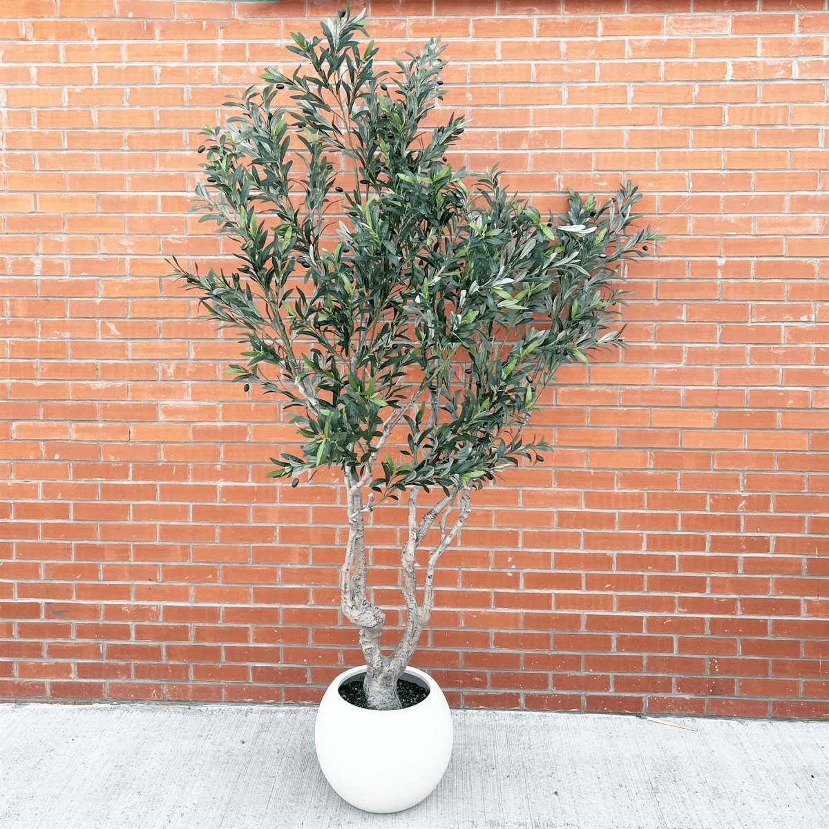 Majestic 250cm XXL Artificial Olive Tree with Elegant Decorative Planter - plants - express.com