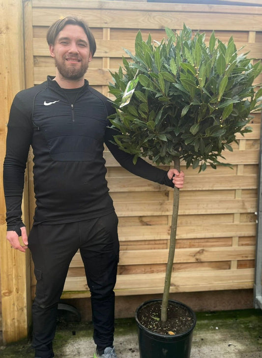Majestic 3/4 Bay Tree | Laurus nobilis | 170 - 180cm | Stunning Multibuy Deals! - plants - express.com