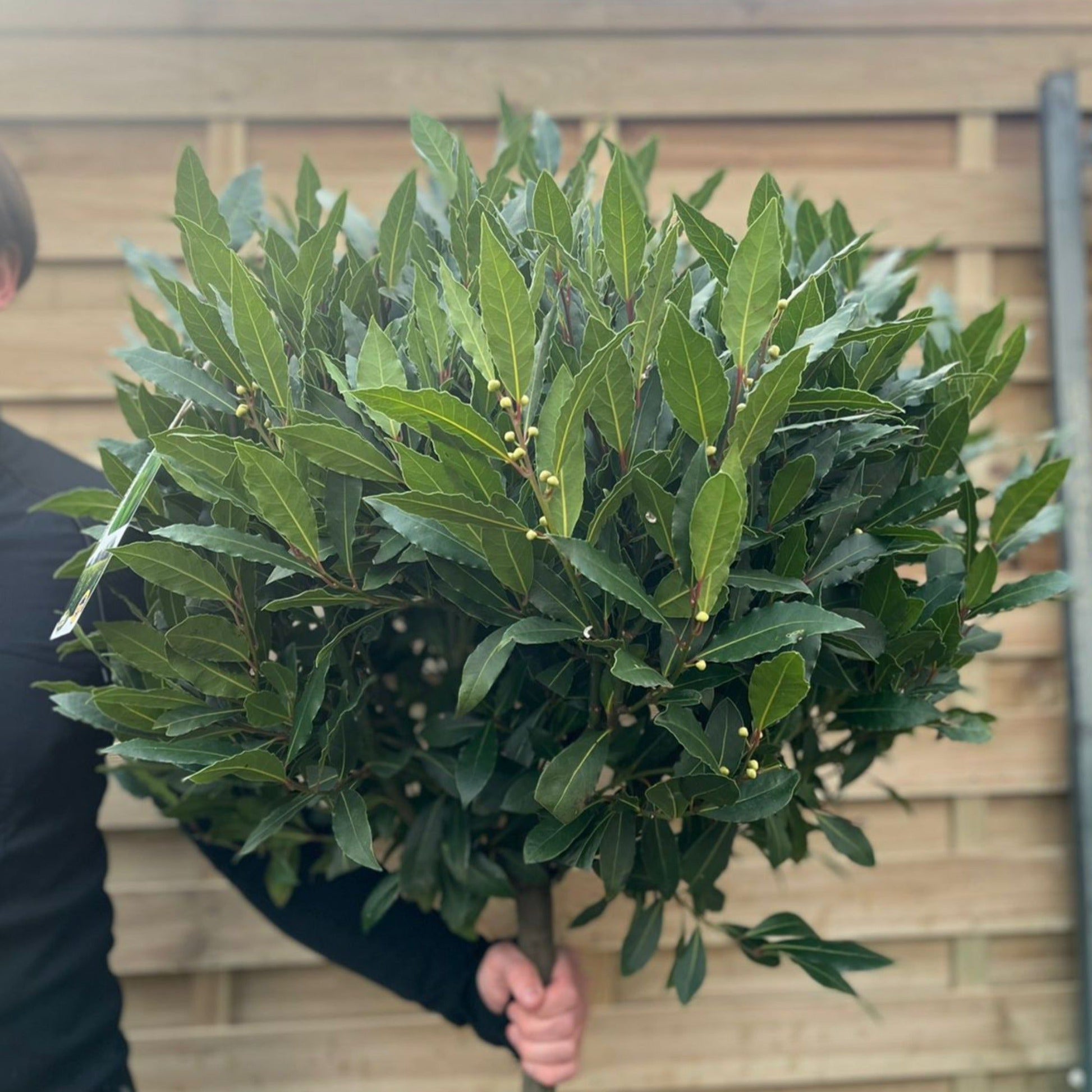 Majestic 3/4 Bay Tree | Laurus nobilis | 170 - 180cm | Stunning Multibuy Deals! - plants - express.com