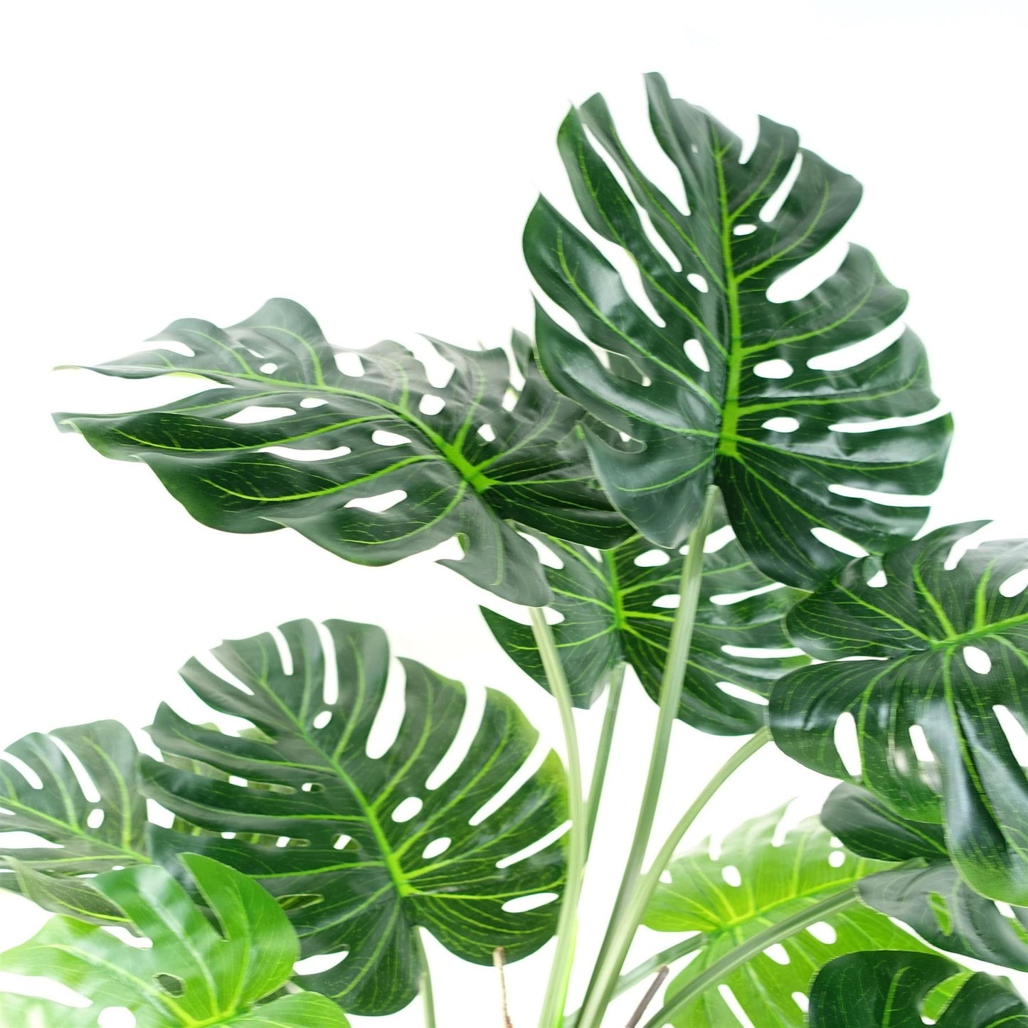 Majestic 5ft Faux Monstera Cheese Plant in Sleek Black Pot – Perfect Décor! - plants - express.com