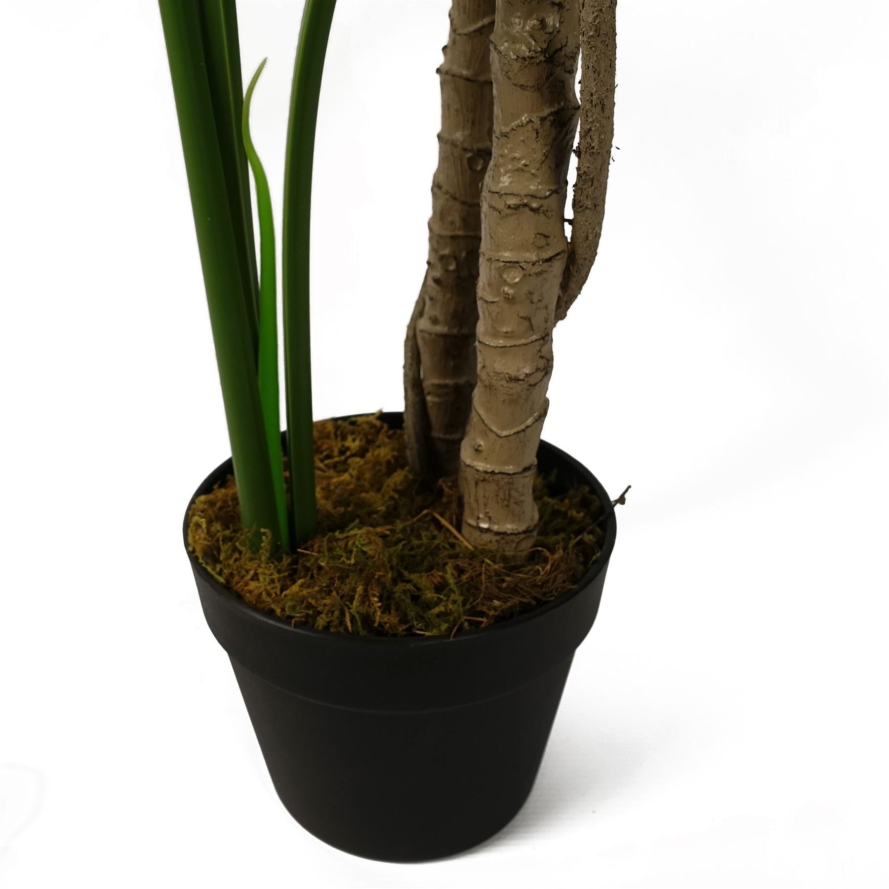 Majestic 5ft Faux Monstera Cheese Plant in Sleek Black Pot – Perfect Décor! - plants - express.com