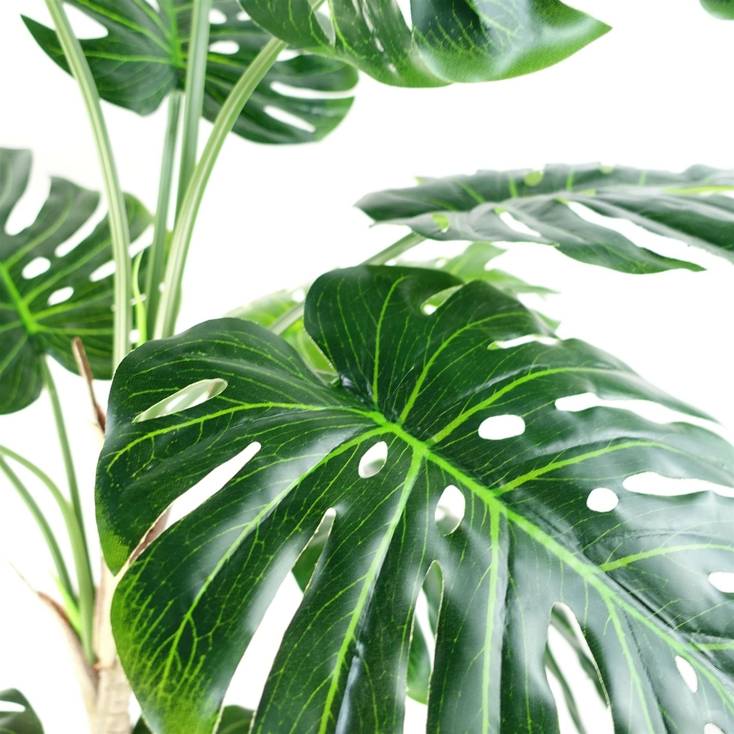Majestic 5ft Faux Monstera Cheese Plant in Sleek Black Pot – Perfect Décor! - plants - express.com