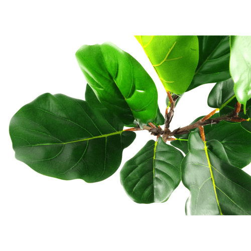 Majestic 60cm Fiddle Fig Plant – Lifelike Elegance for Any Space! - plants - express.com