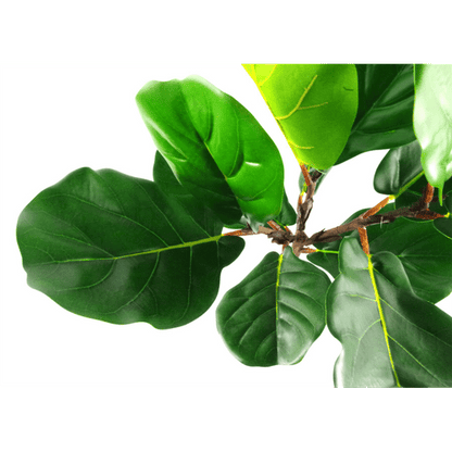 Majestic 60cm Fiddle Fig Plant – Lifelike Elegance for Any Space! - plants - express.com
