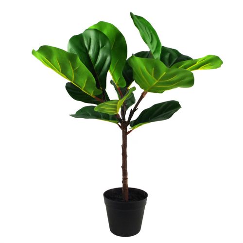 Majestic 60cm Fiddle Fig Plant – Lifelike Elegance for Any Space! - plants - express.com