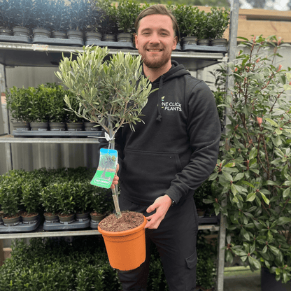 Majestic Olive Tree - Stunning 'Lollipop' Shape for Elegant Gardens - plants - express.com