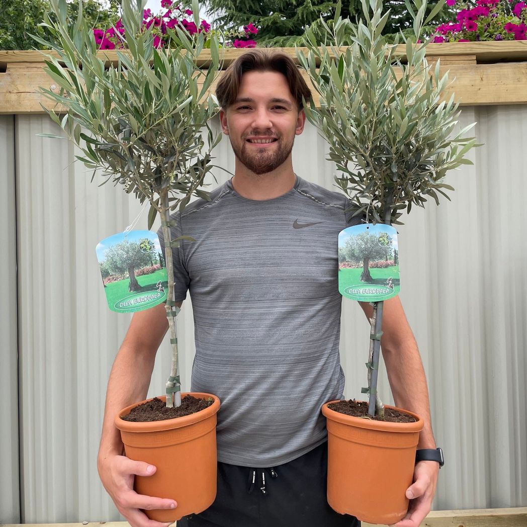 Majestic Olive Tree - Stunning 'Lollipop' Shape for Elegant Gardens - plants - express.com
