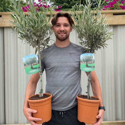 Majestic Olive Tree - Stunning 'Lollipop' Shape for Elegant Gardens - plants - express.com